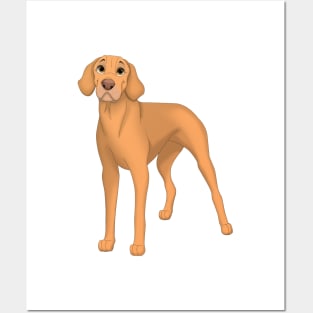 Vizsla Dog Posters and Art